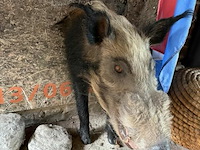 2x taxidermie bushpic - afbeelding 1 van  3