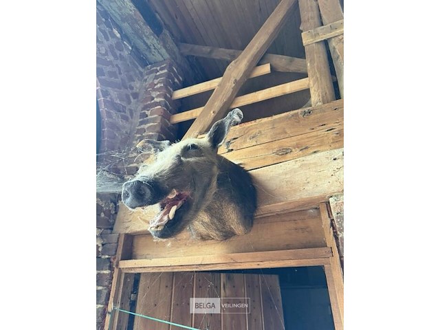 2x taxidermie bushpic - afbeelding 2 van  3