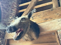 2x taxidermie bushpic - afbeelding 2 van  3