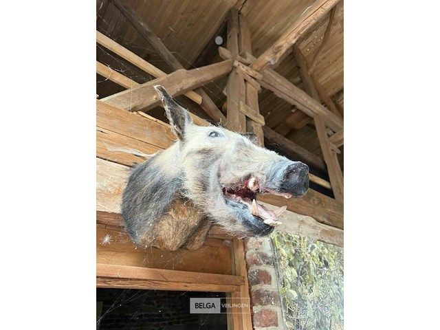 2x taxidermie bushpic - afbeelding 3 van  3