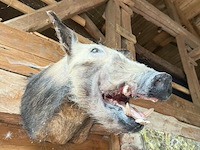 2x taxidermie bushpic - afbeelding 3 van  3