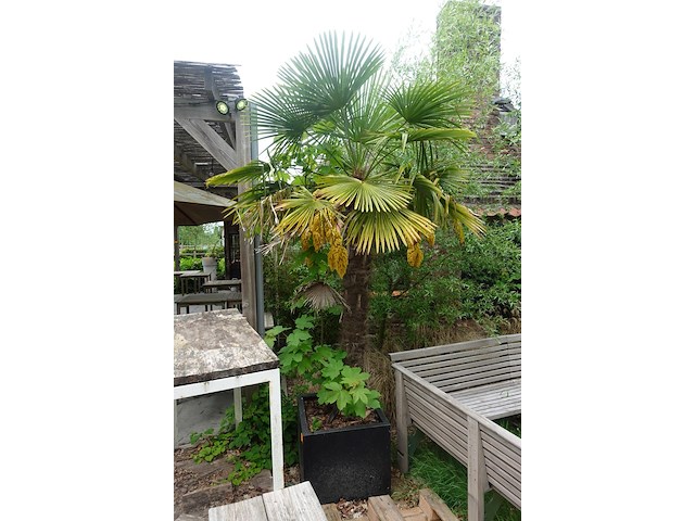 2x waaierpalm - afbeelding 1 van  9