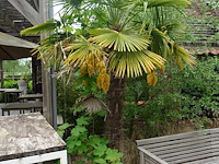 2x waaierpalm - afbeelding 1 van  9