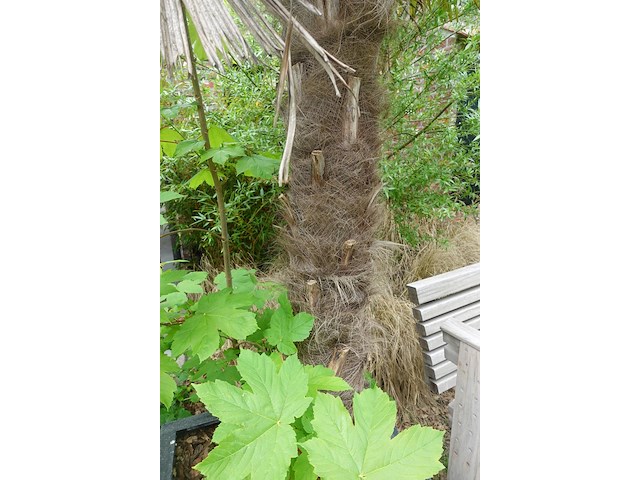 2x waaierpalm - afbeelding 2 van  9
