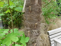 2x waaierpalm - afbeelding 2 van  9