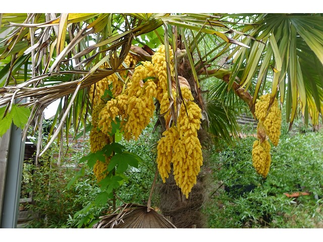 2x waaierpalm - afbeelding 3 van  9