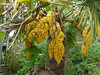 2x waaierpalm - afbeelding 3 van  9