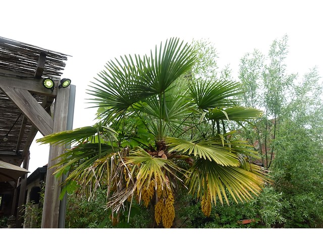 2x waaierpalm - afbeelding 4 van  9