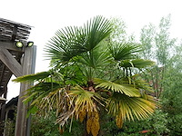 2x waaierpalm - afbeelding 4 van  9