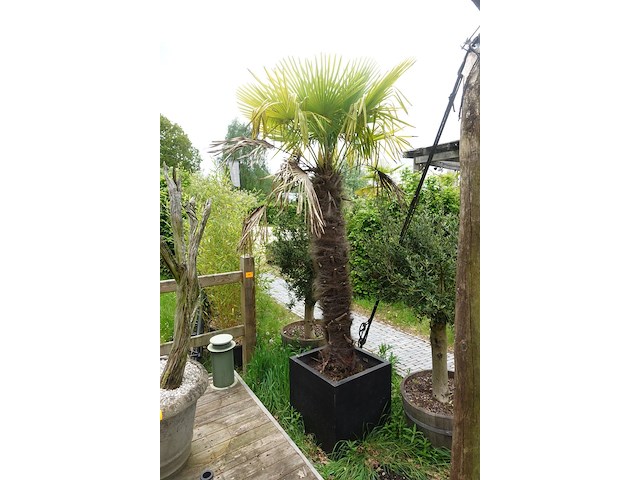 2x waaierpalm - afbeelding 6 van  9