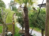 2x waaierpalm - afbeelding 6 van  9