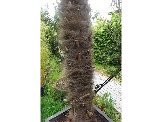 2x waaierpalm - afbeelding 7 van  9