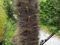 2x waaierpalm - afbeelding 7 van  9