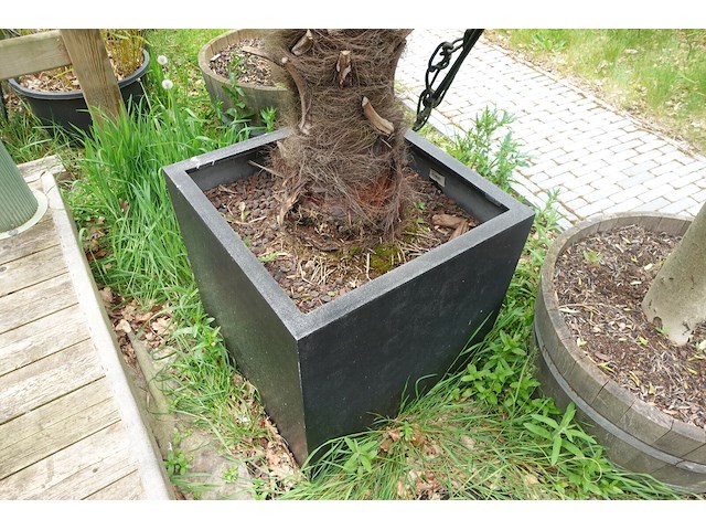 2x waaierpalm - afbeelding 8 van  9