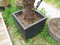 2x waaierpalm - afbeelding 8 van  9