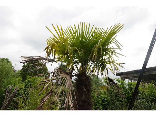 2x waaierpalm - afbeelding 9 van  9