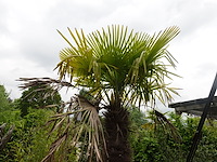2x waaierpalm - afbeelding 9 van  9