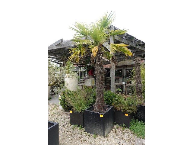 2x waaierpalm - afbeelding 1 van  9
