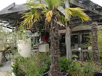 2x waaierpalm - afbeelding 1 van  9