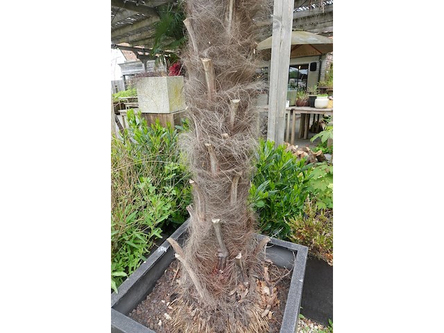 2x waaierpalm - afbeelding 2 van  9