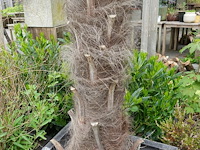 2x waaierpalm - afbeelding 2 van  9