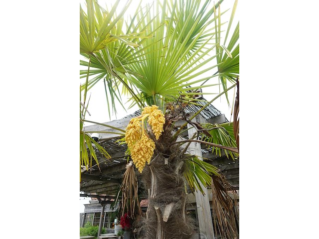 2x waaierpalm - afbeelding 3 van  9
