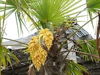 2x waaierpalm - afbeelding 3 van  9