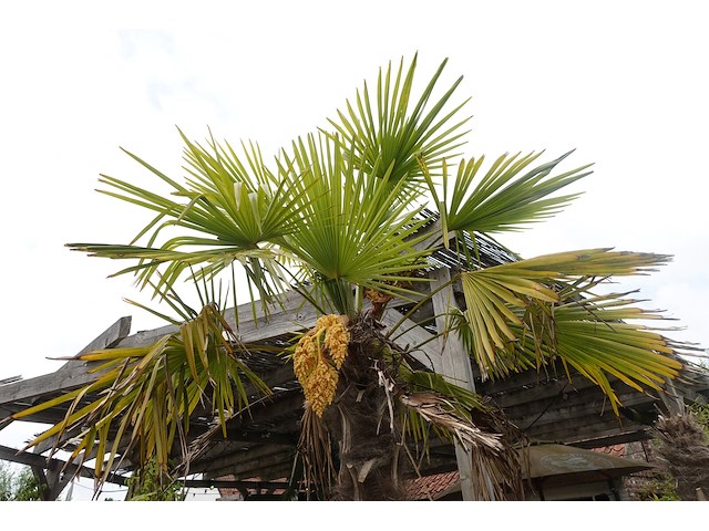 2x waaierpalm - afbeelding 4 van  9