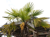 2x waaierpalm - afbeelding 4 van  9