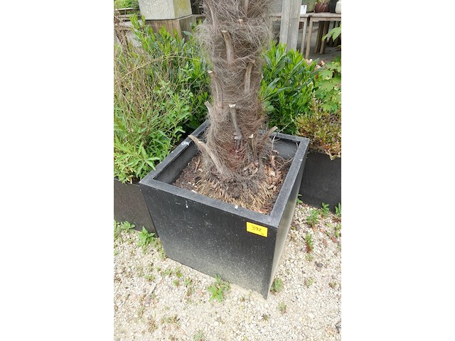 2x waaierpalm - afbeelding 5 van  9