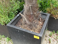 2x waaierpalm - afbeelding 5 van  9