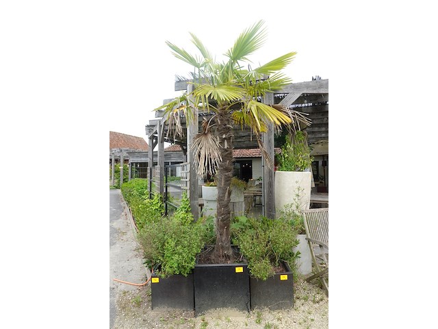 2x waaierpalm - afbeelding 6 van  9