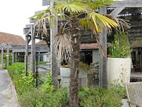 2x waaierpalm - afbeelding 6 van  9