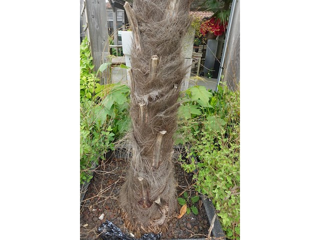 2x waaierpalm - afbeelding 7 van  9