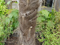 2x waaierpalm - afbeelding 7 van  9