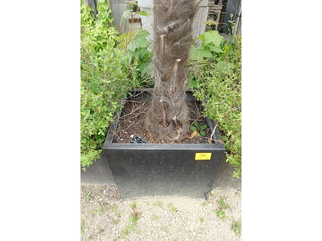 2x waaierpalm - afbeelding 8 van  9