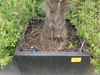 2x waaierpalm - afbeelding 8 van  9