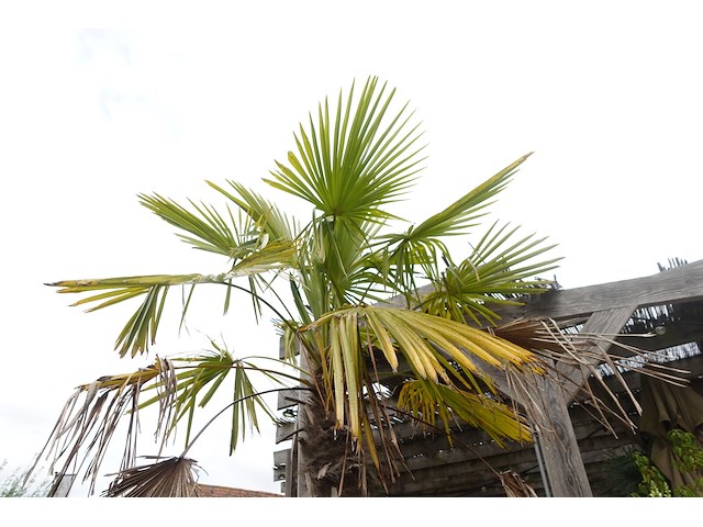 2x waaierpalm - afbeelding 9 van  9
