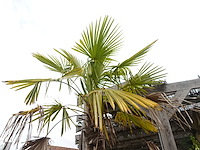2x waaierpalm - afbeelding 9 van  9