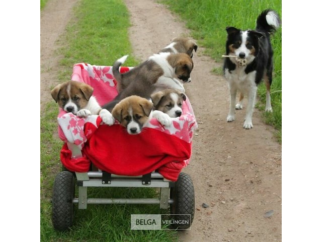 2xkruiwagenwiel - afbeelding 5 van  5