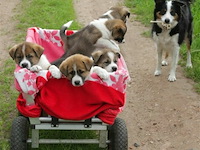 2xkruiwagenwiel - afbeelding 5 van  5