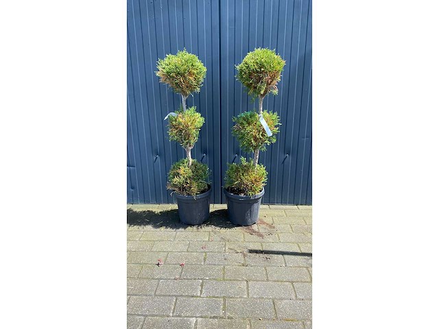 3 bol vaste plant (2x) - afbeelding 1 van  1