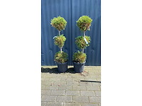 3 bol vaste plant (2x) - afbeelding 1 van  1