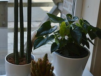 3 div planten - afbeelding 1 van  4