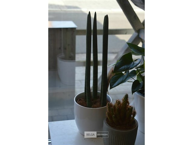 3 div planten - afbeelding 2 van  4