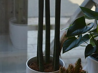 3 div planten - afbeelding 2 van  4