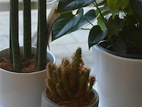 3 div planten - afbeelding 3 van  4