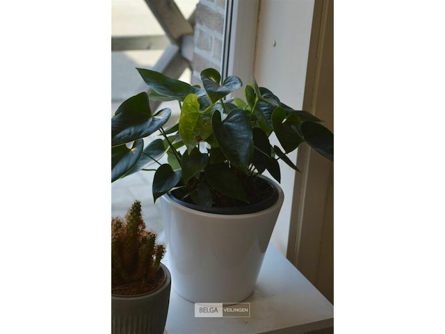 3 div planten - afbeelding 4 van  4