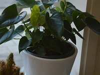 3 div planten - afbeelding 4 van  4