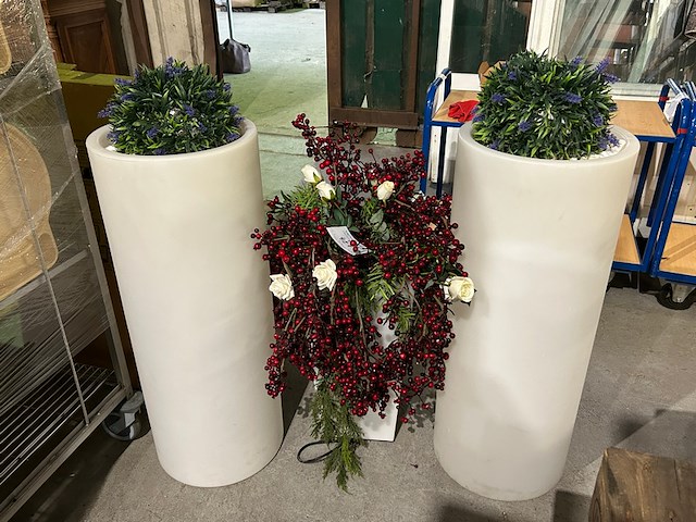 3 nepplanten - afbeelding 1 van  7